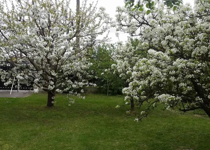 - Balaton 19117 * 발라톤엘